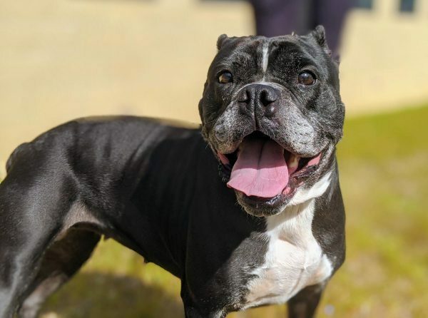 13 Black Dogs Who Need Some Luck 8 13 Black Dogs Who Need Some Luck