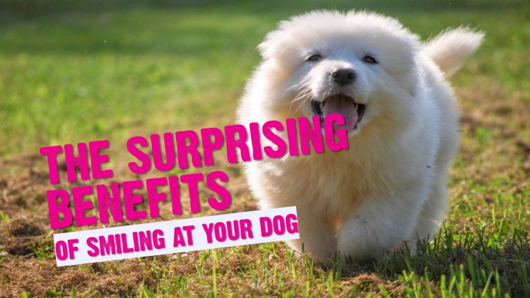 The Scientific Reason Why You Should Smile at Your Dog Every Day