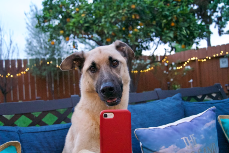 Top Social Media Strategies for Tech Pet Companies from Viplikes 52 Top Social Media Strategies for Tech Pet Companies from Viplikes
