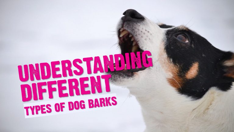 Why Do Dogs Bark? 10 Dog Barks Translated