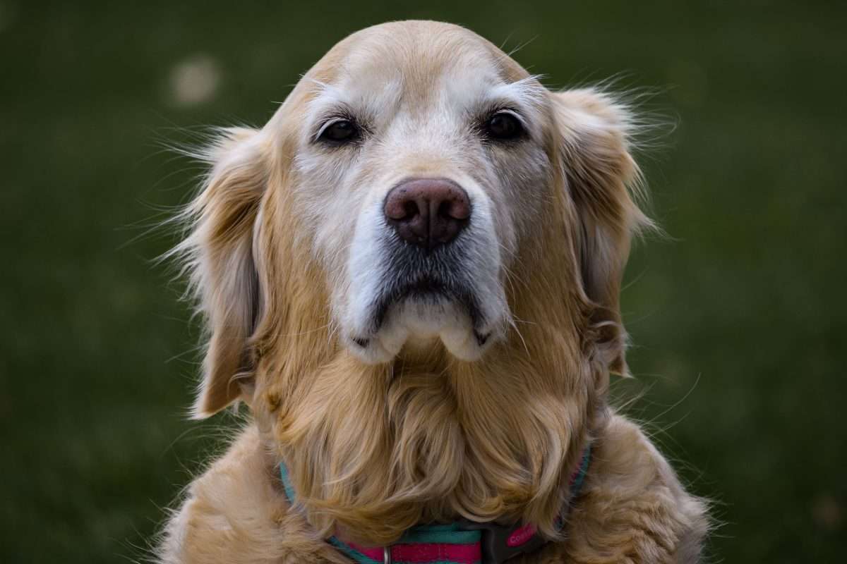 Understanding Dog Aging and Special Canine Needs 2 Understanding Dog Aging and Special Canine Needs