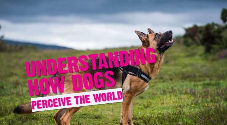 What the Dog Knows: Understanding How Dogs Perceive The World 6 What the Dog Knows: Understanding How Dogs Perceive The World