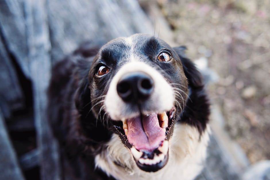 Why You Shouldn't Use A Dog Trainer (Yet) 1 Why You Shouldn't Use A Dog Trainer (Yet)
