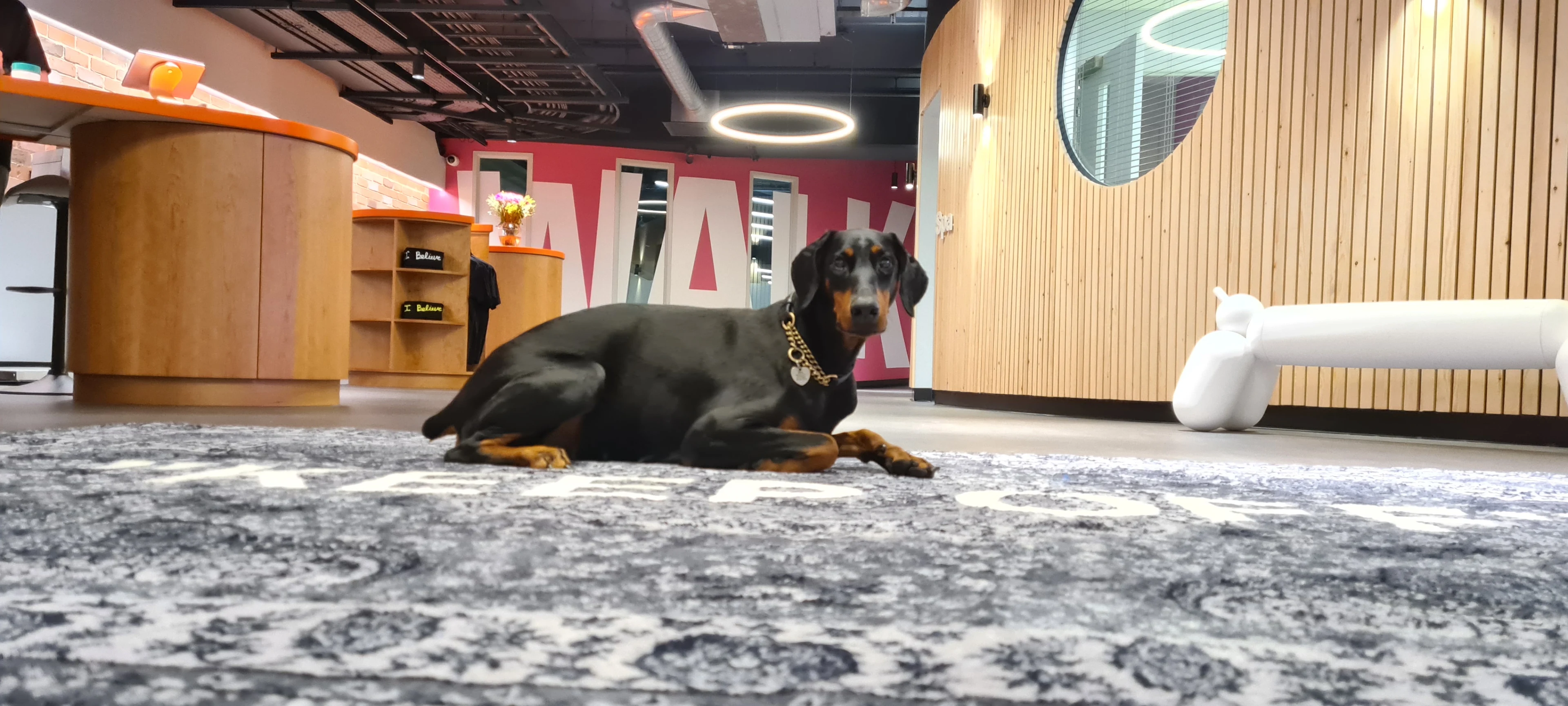 Luxury Dog Hotels London: 5 Premium Stays for Pampered Pooches 3 Luxury Dog Hotels London: 5 Premium Stays for Pampered Pooches
