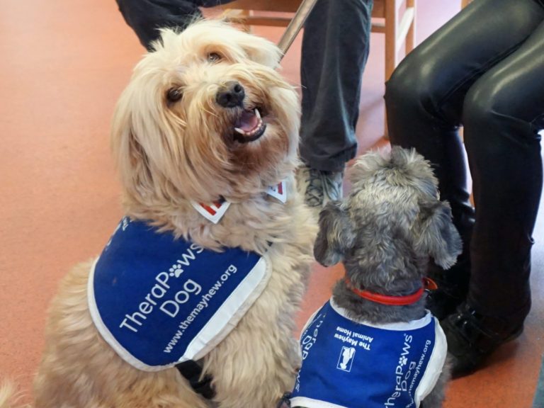 This Is What Happens When Dogs Visit Care Homes
