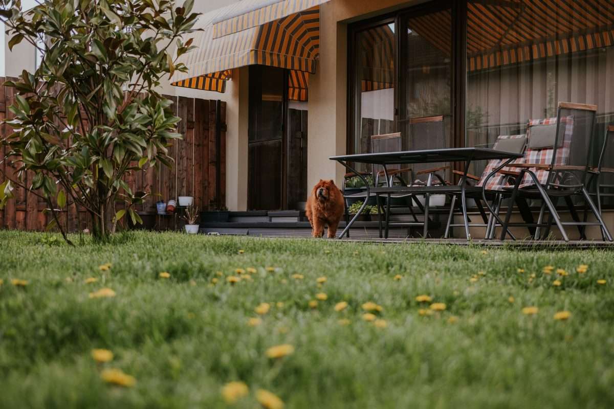 7 Ways To Make Your Garden More Dog Friendly