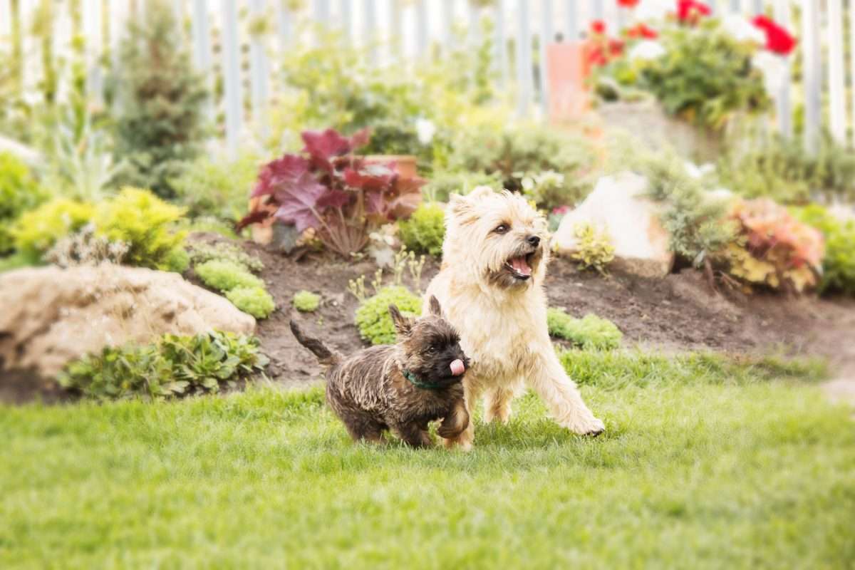 7 Ways To Make Your Garden More Dog Friendly
