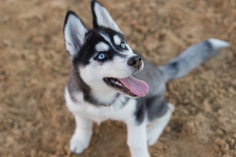 These 6 Winter Hazards Which Can Harm Dogs Might Surprise You 14 These 6 Winter Hazards Which Can Harm Dogs Might Surprise You