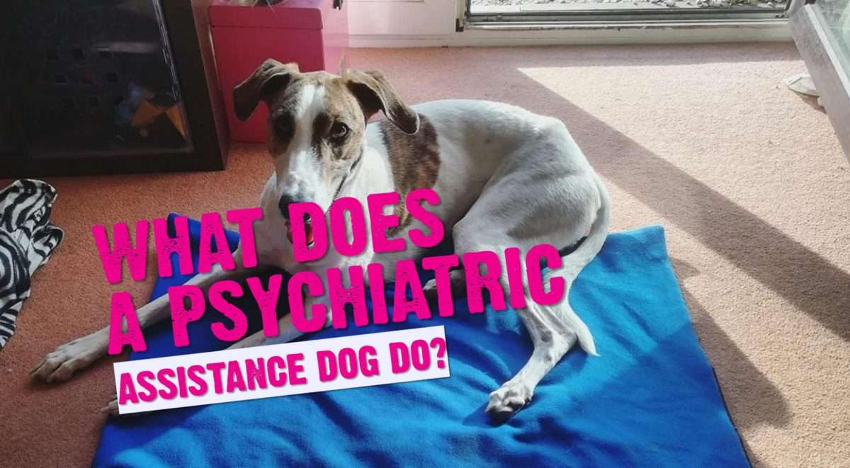 What Does A Psychiatric Assistance Dog Do? 1 What Does A Psychiatric Assistance Dog Do?