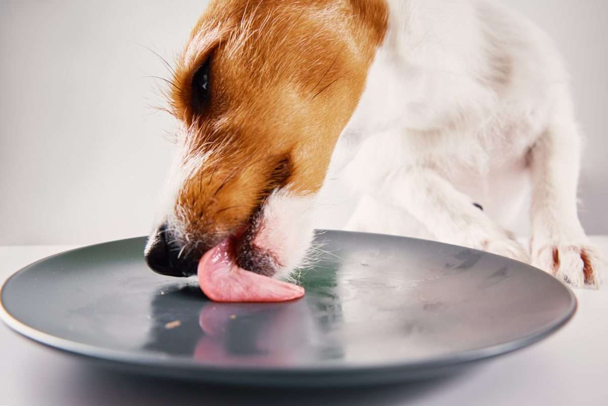 What Is Cold-Pressed Dog Food?