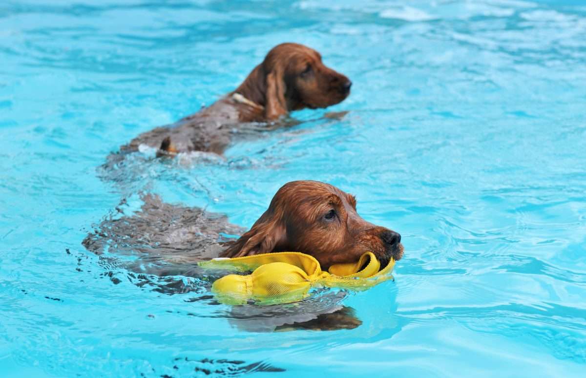 Protecting Dogs During the Heatwave - An Expert Speaks 3 Protecting Dogs During the Heatwave - An Expert Speaks