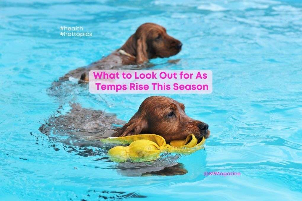 Protecting Dogs During the Heatwave - An Expert Speaks 1 Protecting Dogs During the Heatwave - An Expert Speaks