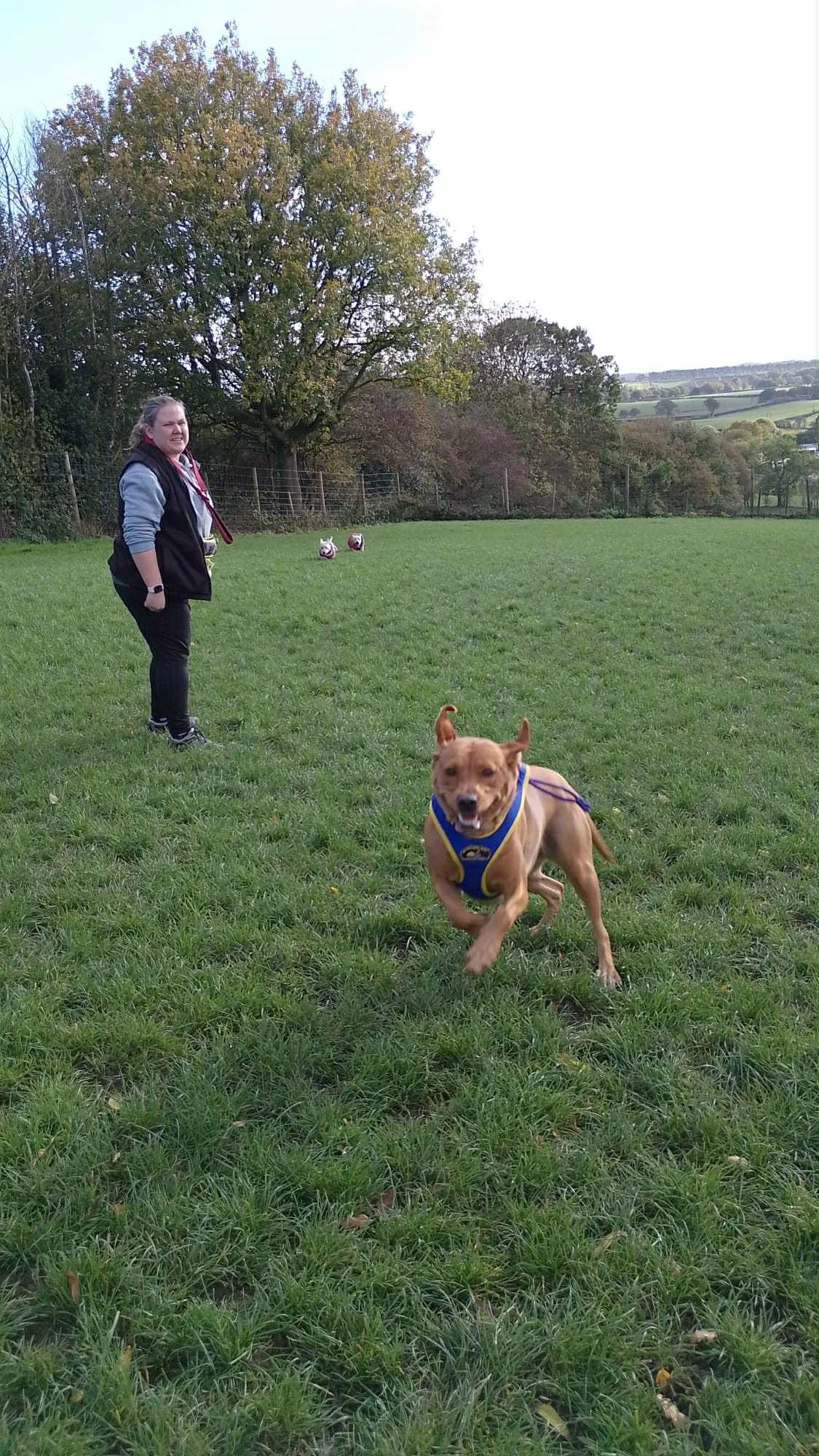 Paws & Purpose: Why Neurodivergence Can Be a Superpower in the Dog World 2 Paws & Purpose: Why Neurodivergence Can Be a Superpower in the Dog World