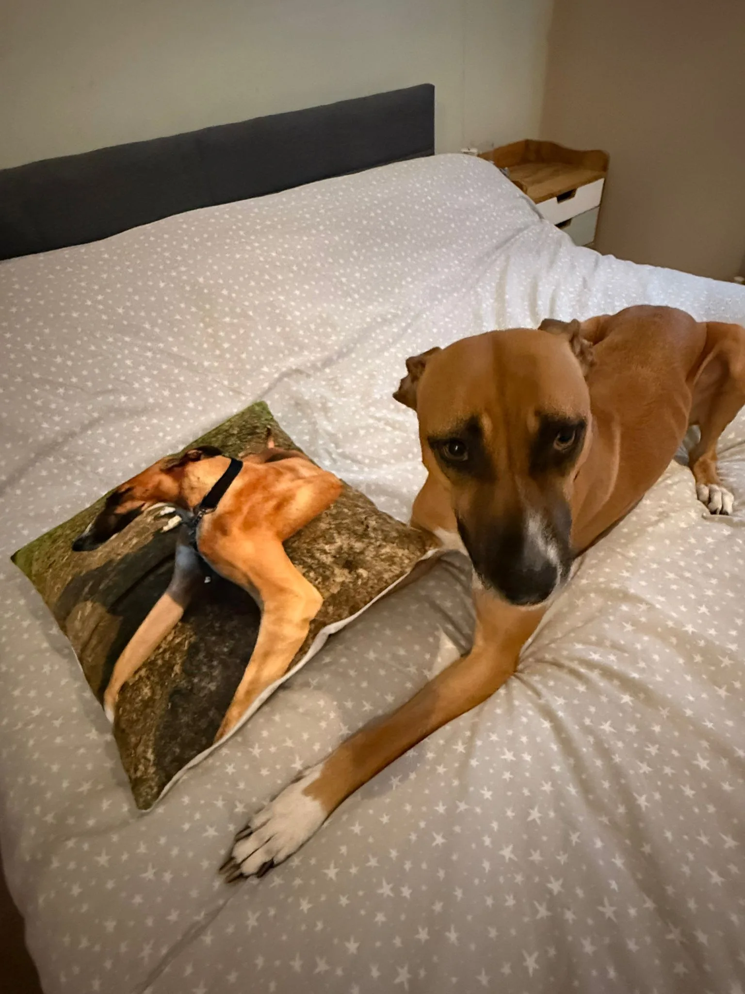 CANVASDISCOUNT Review: Turning My Dog’s Photo Into a Framed Pet Portrait