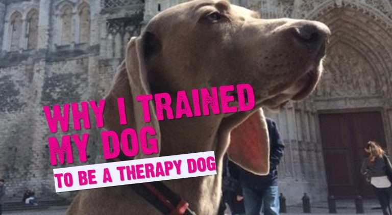 Why I Trained My Dog To Be A Therapy Dog 43 Why I Trained My Dog To Be A Therapy Dog