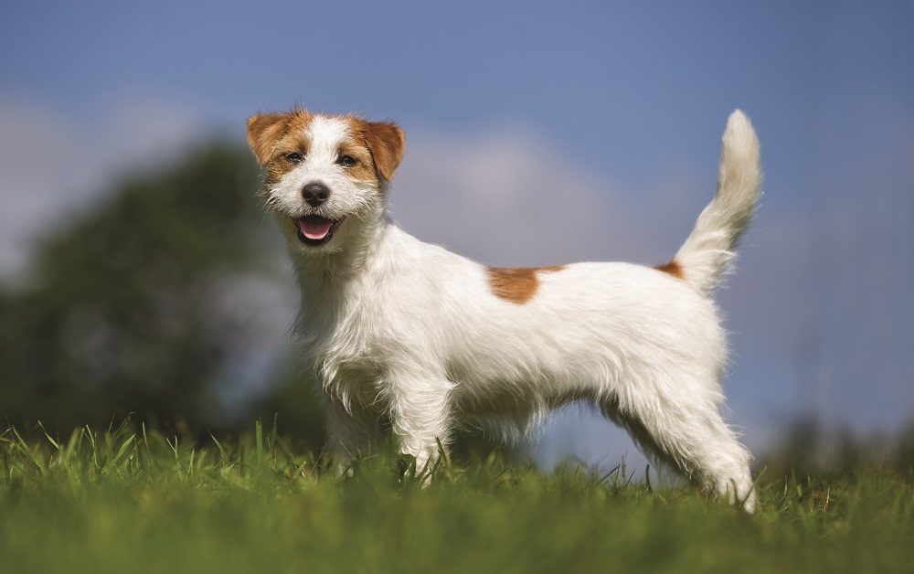 5 Valuable Life Lessons from Dogs - And Why We Should Pay Attention 7 5 Valuable Life Lessons from Dogs - And Why We Should Pay Attention
