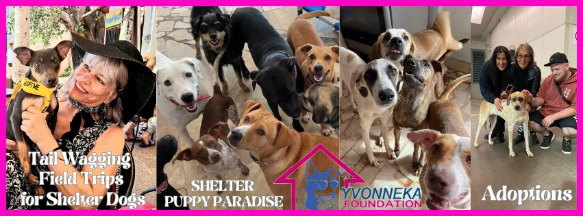 Puerto Vallarta Shelter Invites Tourists to Turn Holiday Visits into Lifesaving Dog Rescues