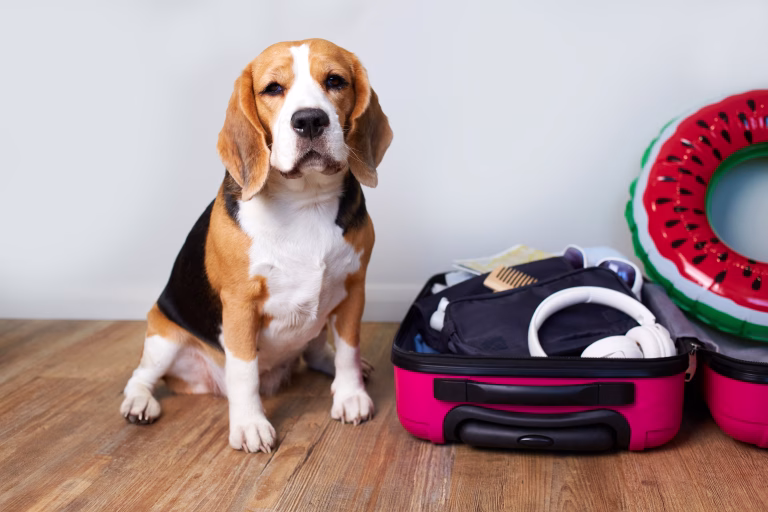 Pet Travel Made Easy: Essential Items for Your Next Adventure 25 Pet Travel Made Easy: Essential Items for Your Next Adventure
