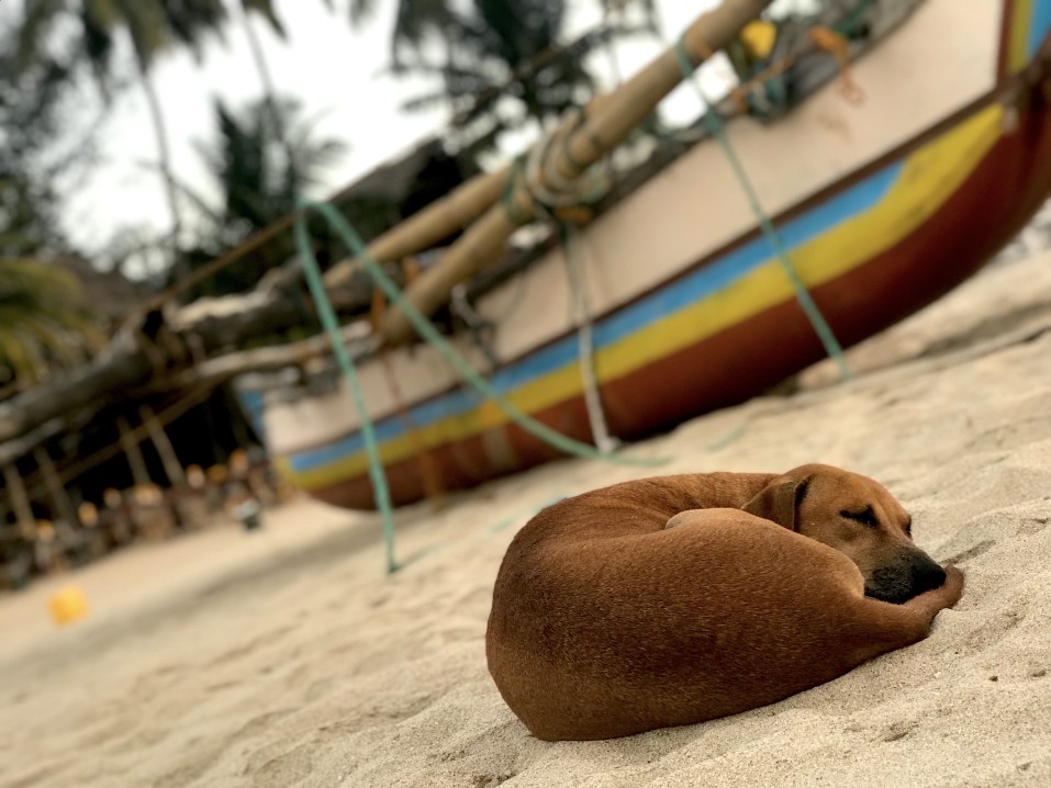 Have You Ever Wondered What Dogs Dream About?