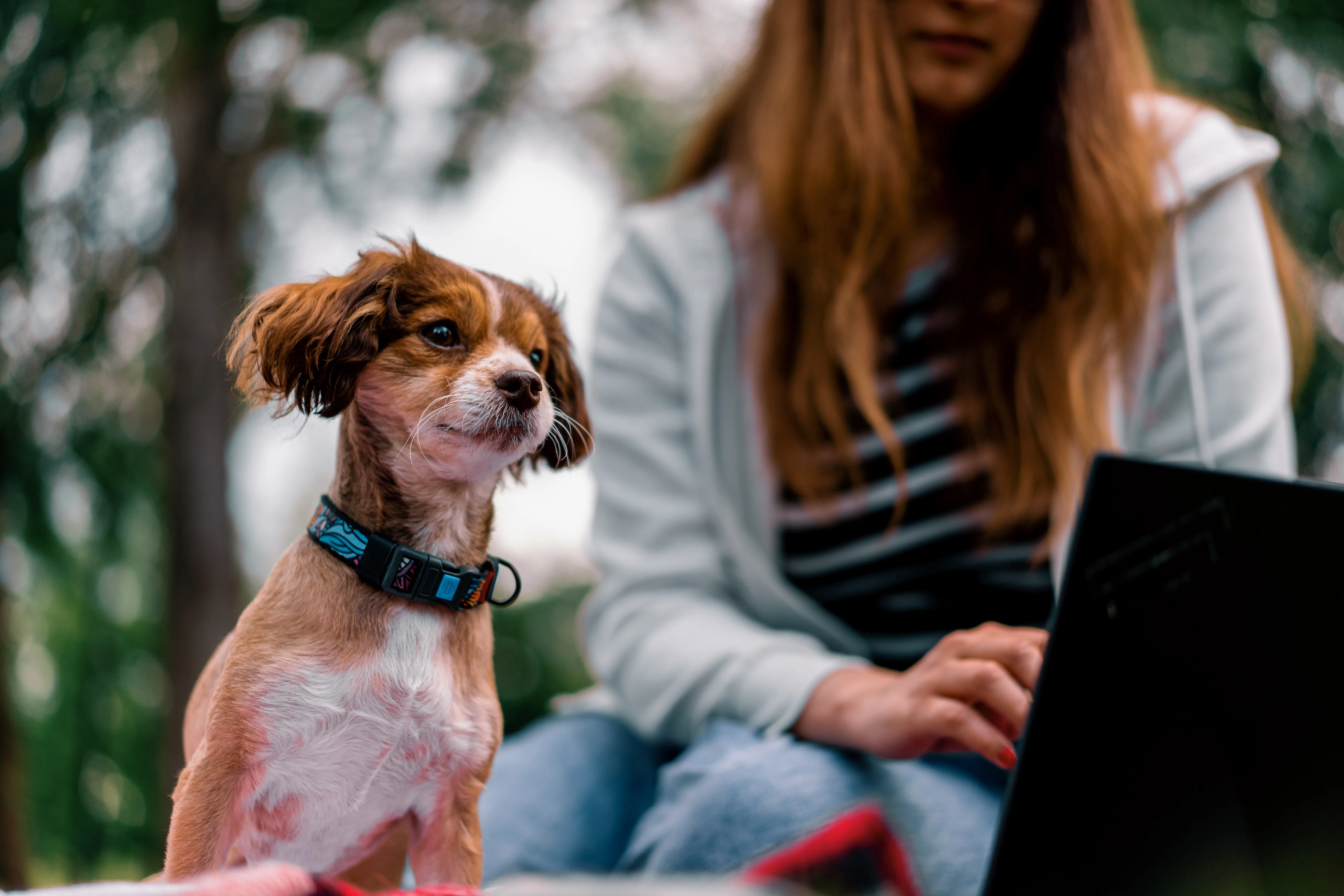 Lost and Found Pets in the Digital Age: How Technology Is Changing Recovery Rates for Dogs Across the US 1 Lost and Found Pets in the Digital Age: How Technology Is Changing Recovery Rates for Dogs Across the US