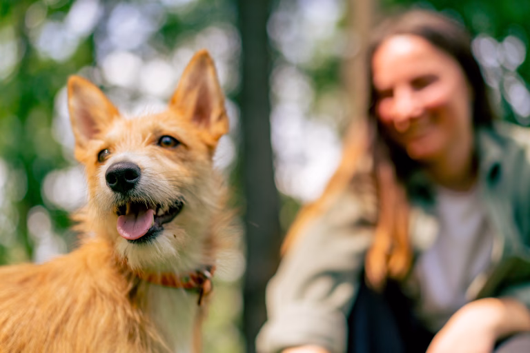 Understanding Emotional Support Dogs Certification: What Every Pet Owner Should Know