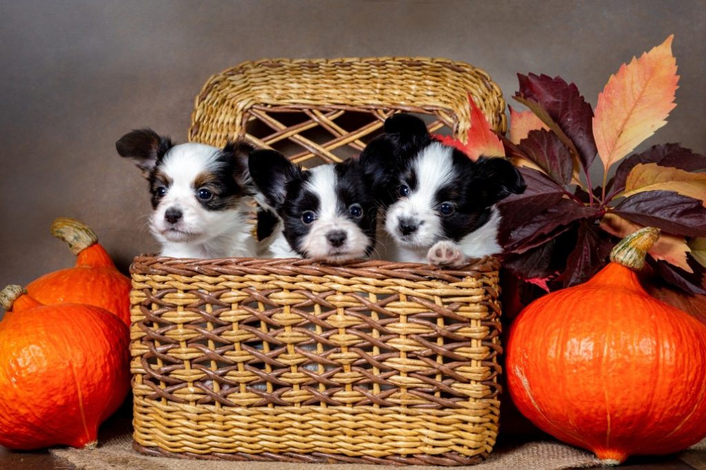 Which Countries Are Most Affordable For Dog Care Costs?