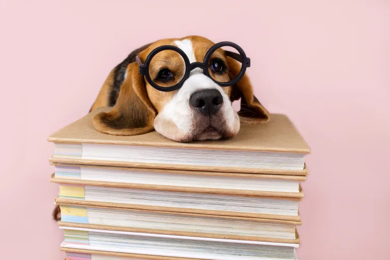 The Dog Lover's Gift Guide: Meaningful Presents for the Person Who Lives for Their Dog