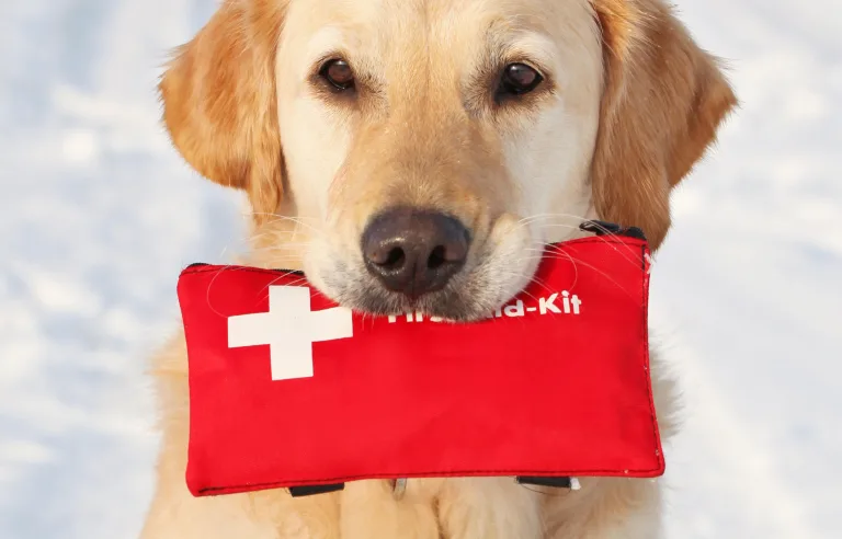 How to Find a Trustworthy Vet When Traveling with Your Dog