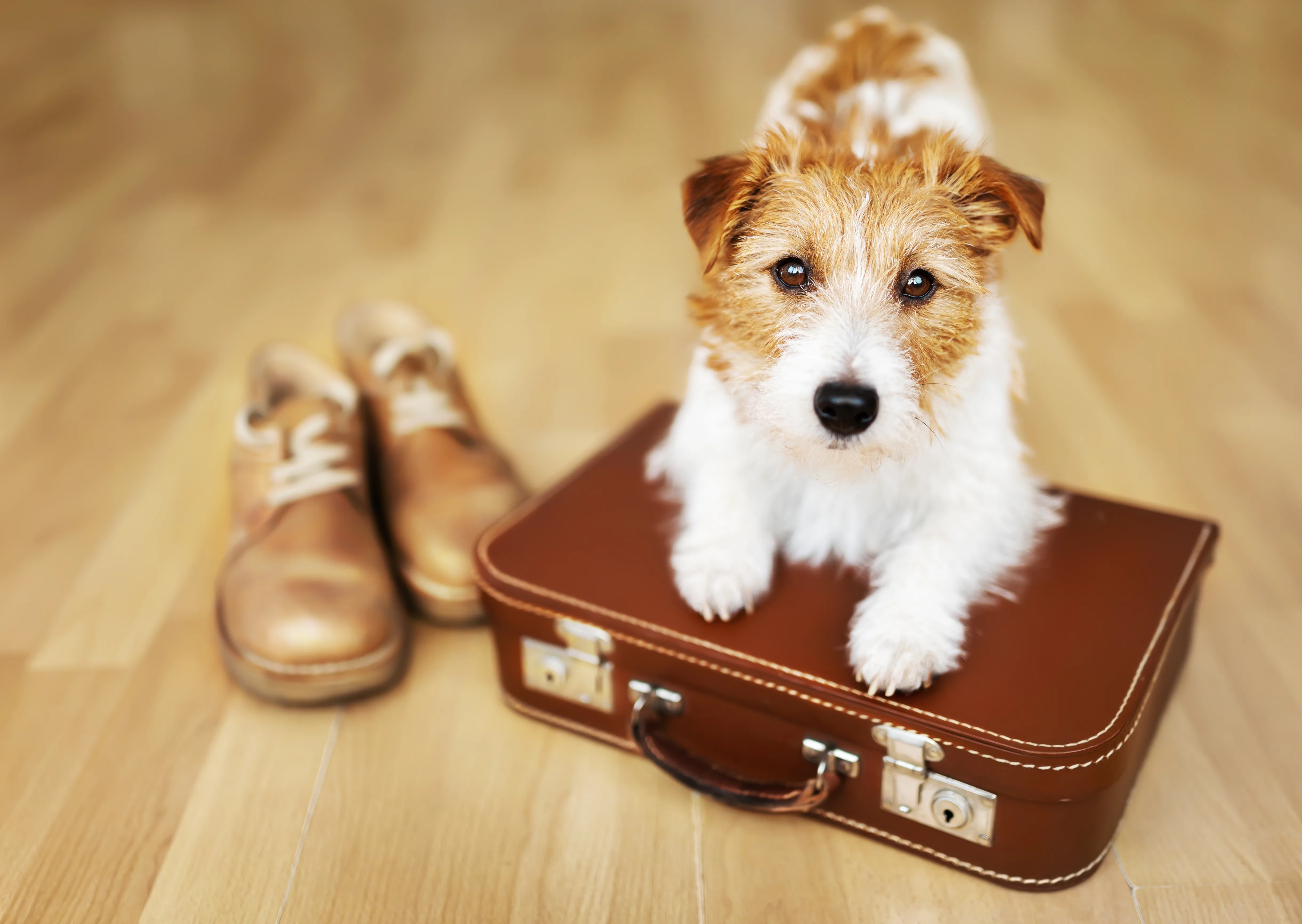 Best Dog-Friendly Countries to Relocate to With Your Pet in 2026