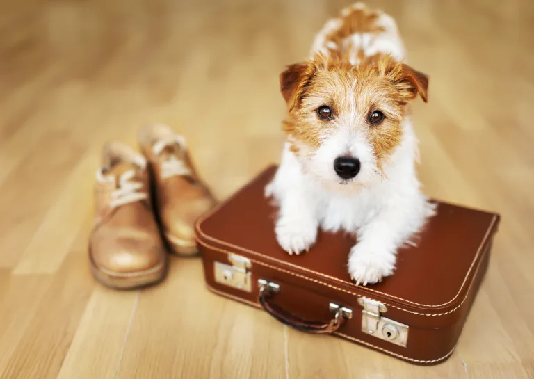 The Pet Owner’s Guide to Staying Connected Abroad 6 The Pet Owner’s Guide to Staying Connected Abroad