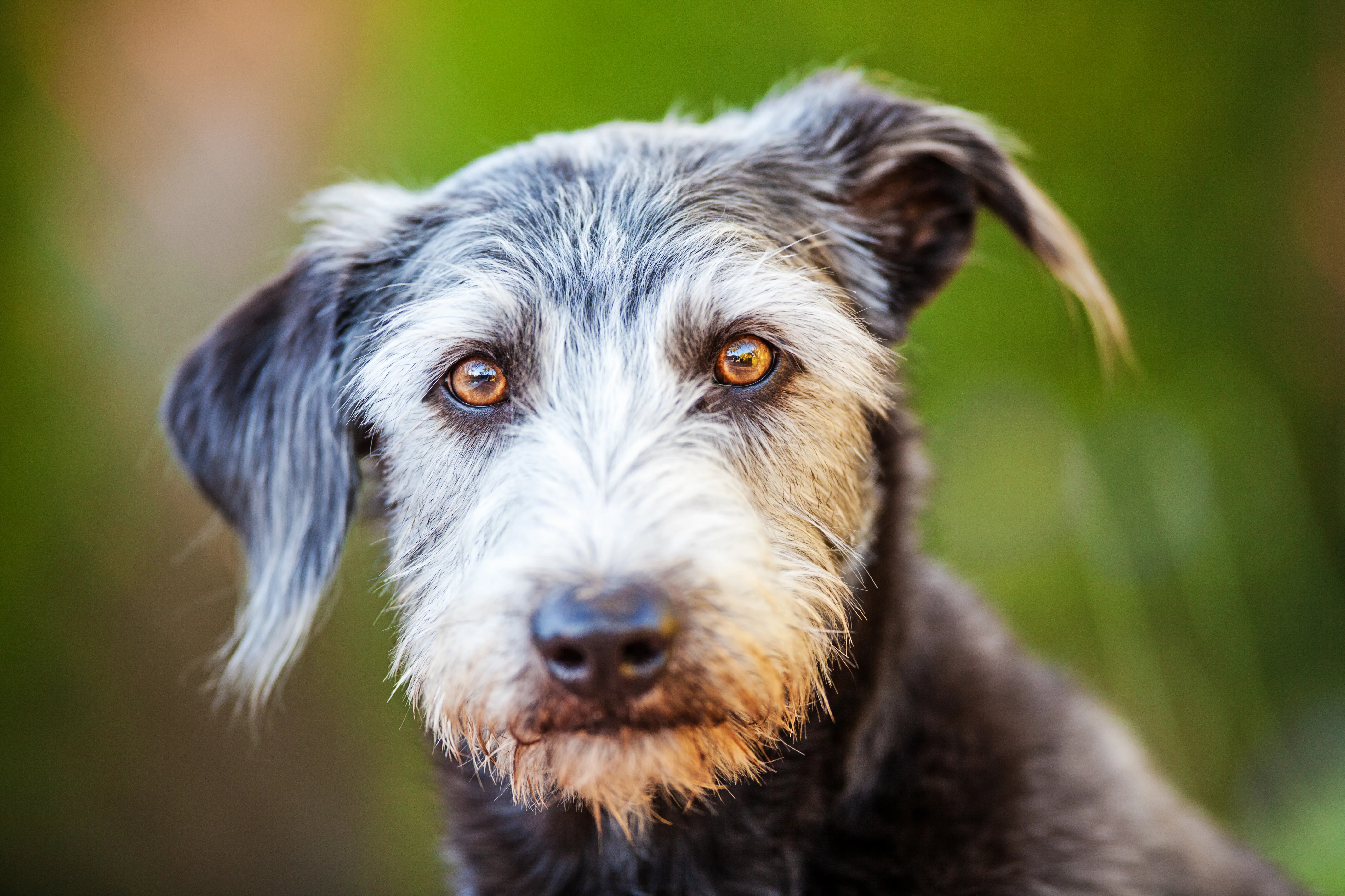 Why a Well-Trained Dog Can Still Have a Bad Day 2 Why a Well-Trained Dog Can Still Have a Bad Day