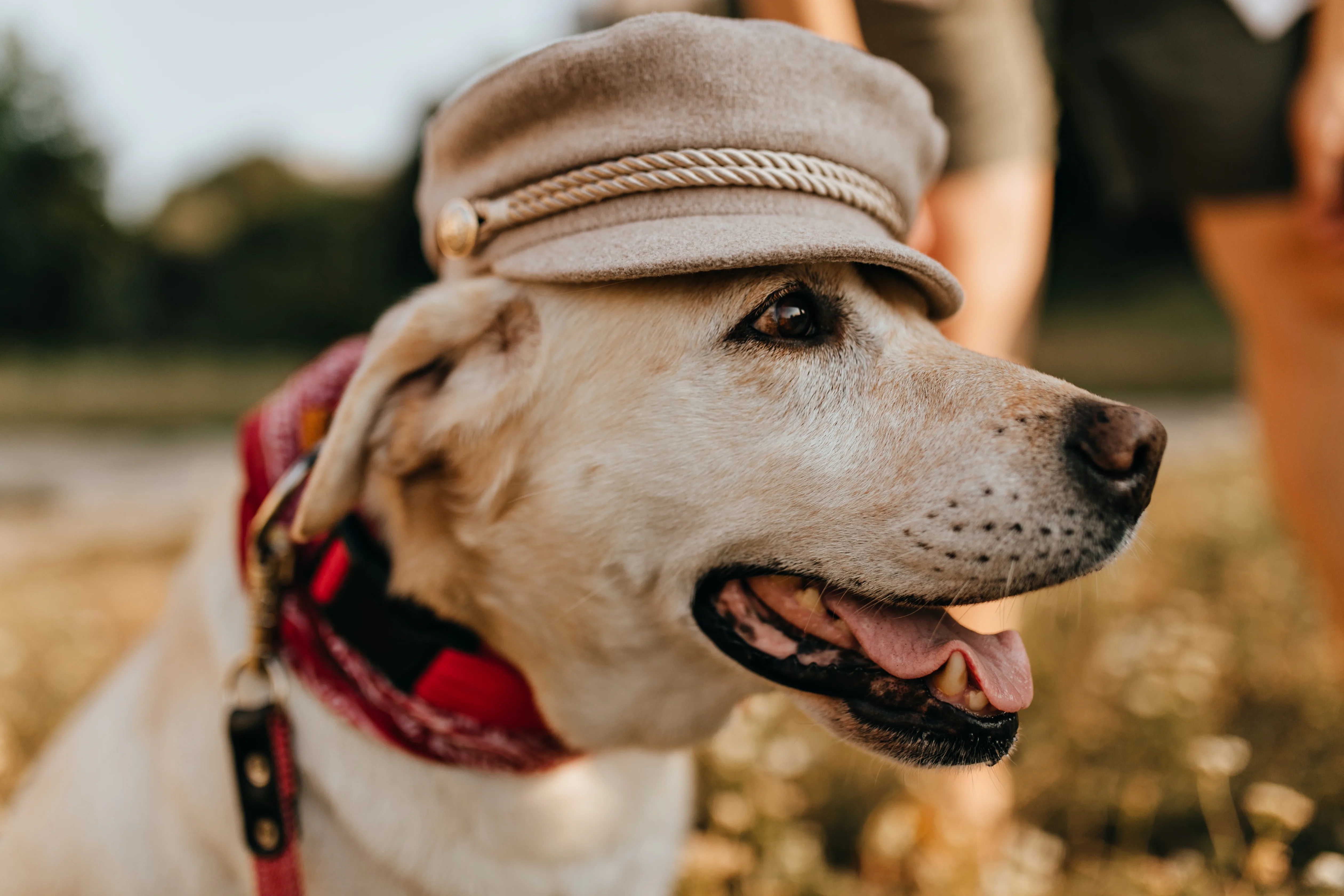 How Do You Choose Pet Products That Are Actually Worth Buying? 1 How Do You Choose Pet Products That Are Actually Worth Buying?