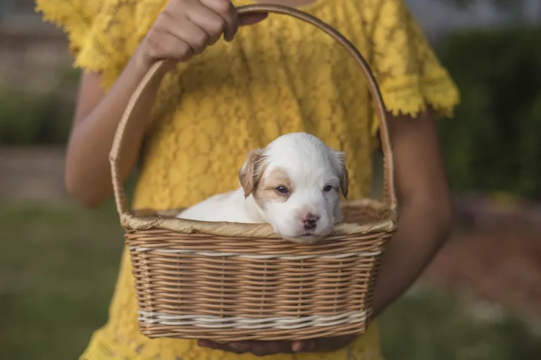 Puppy Scams: How to Spot a Fake Advert and Buy a Dog Safely 20 Puppy Scams: How to Spot a Fake Advert and Buy a Dog Safely