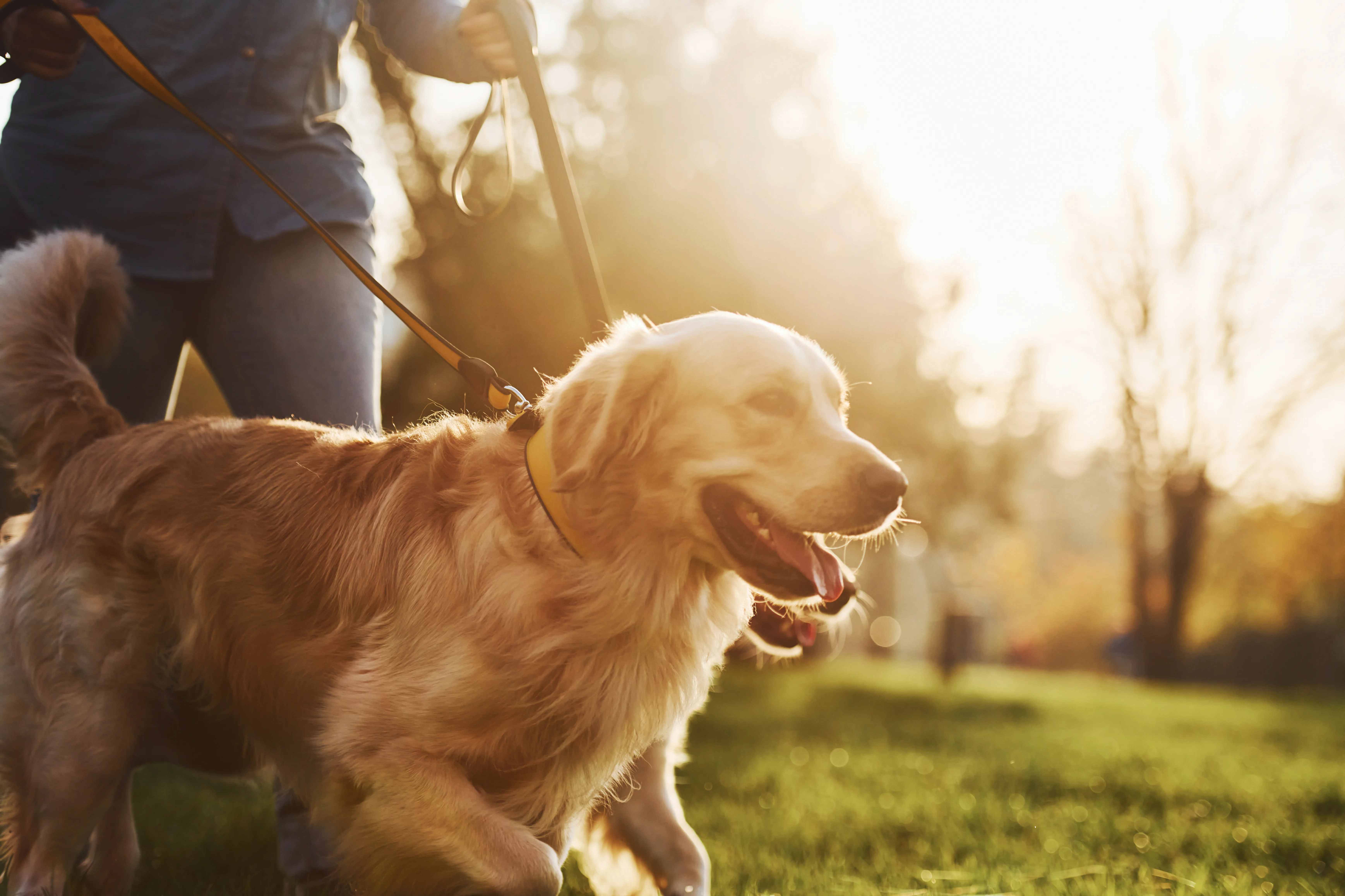 The Senior Dog Wellness Toolkit: What Actually Helps As Your Dog Ages 2 The Senior Dog Wellness Toolkit: What Actually Helps As Your Dog Ages