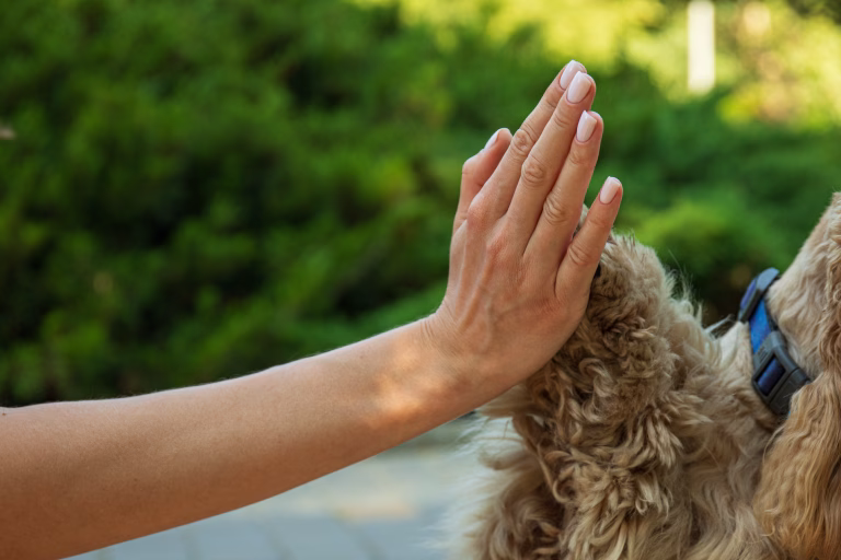 Paw Print Profiles: Learn the Energy Types of Popular Breeds