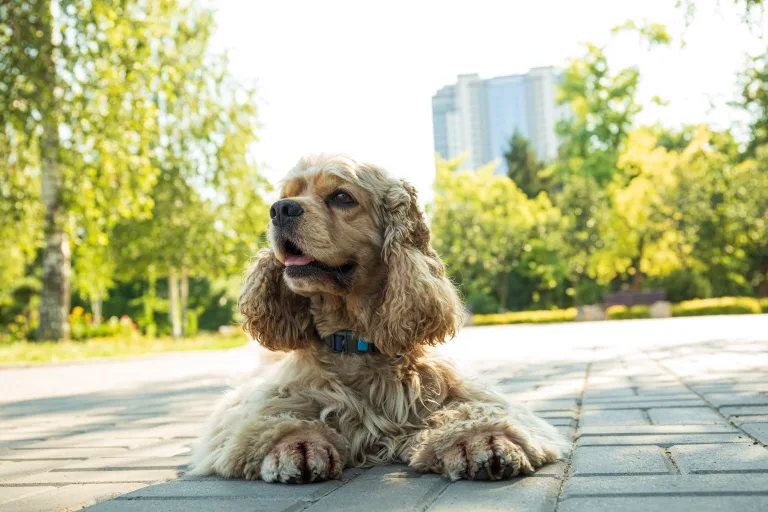 How Dogs Help Students Stay Calm During Academic Pressure 16 How Dogs Help Students Stay Calm During Academic Pressure