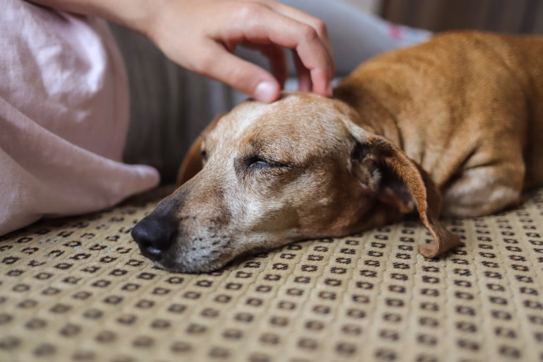 When Subtle Signs Speak Volumes: Understanding Kidney Failure in Your Elderly Dog 33 When Subtle Signs Speak Volumes: Understanding Kidney Failure in Your Elderly Dog