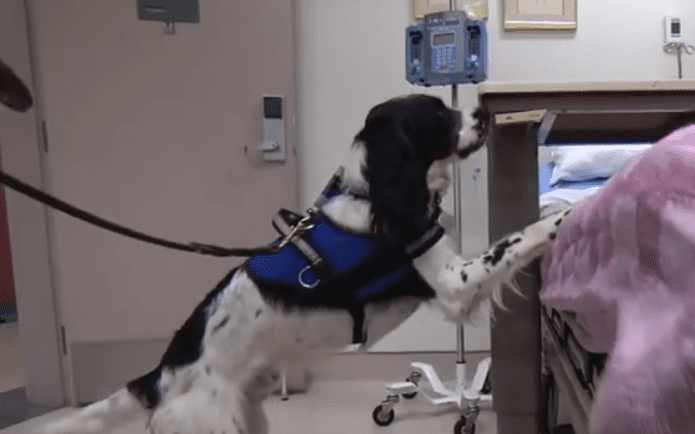 Meet Angus, The Superbug Hunting Dog Who's Saving Lives With His Amazing Nose