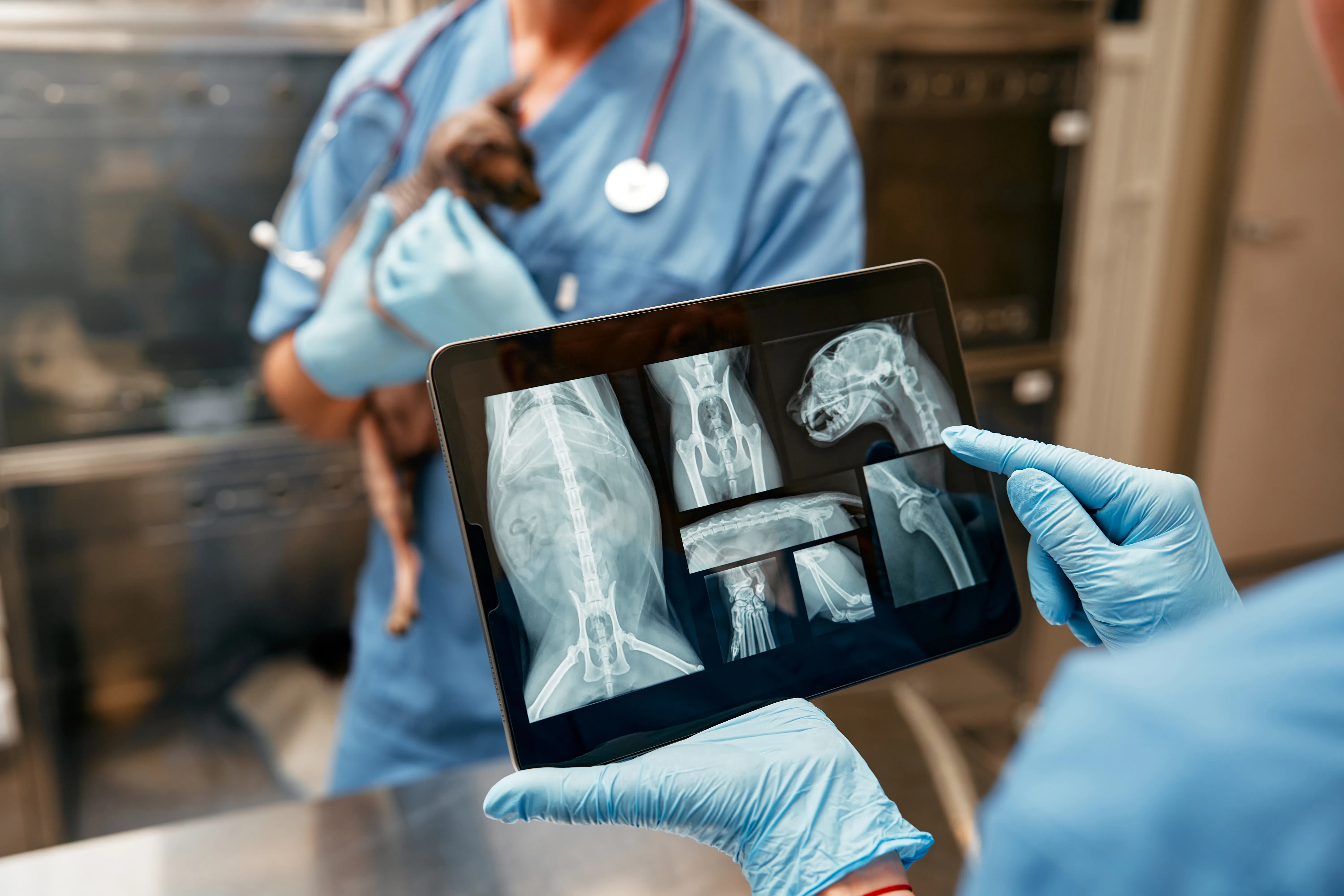 Best 3 Real-Time Veterinary Radiology Tools for 2026 1 Best 3 Real-Time Veterinary Radiology Tools for 2026