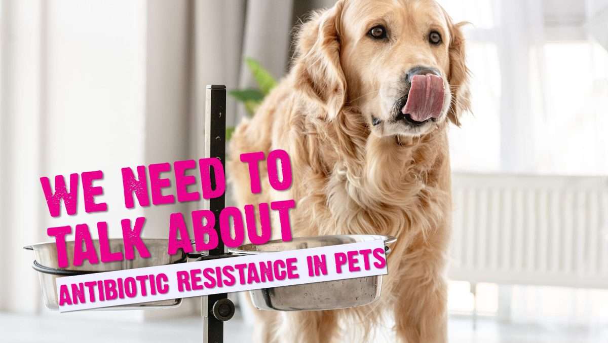 We Need To Talk About Antibiotic Resistance In Pets 1 We Need To Talk About Antibiotic Resistance In Pets