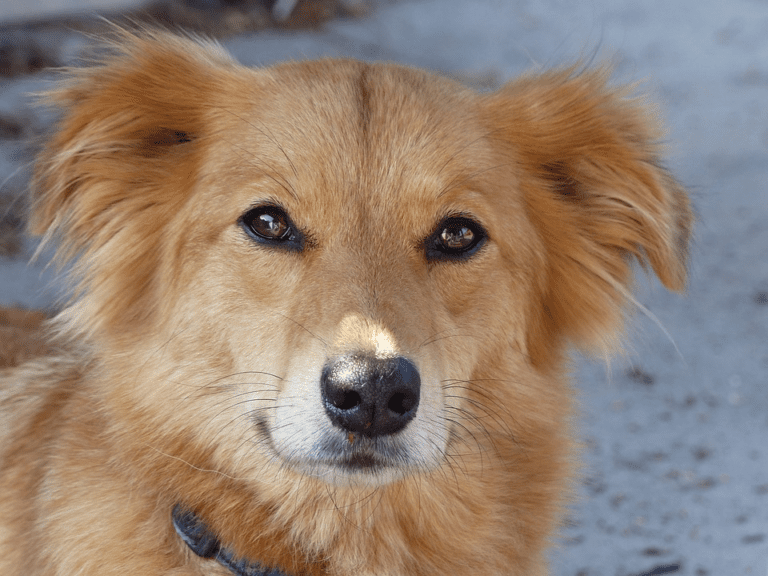 If Your Dog Has Bone Cancer, High Cholesterol Could Help Them to Survive 41 If Your Dog Has Bone Cancer, High Cholesterol Could Help Them to Survive