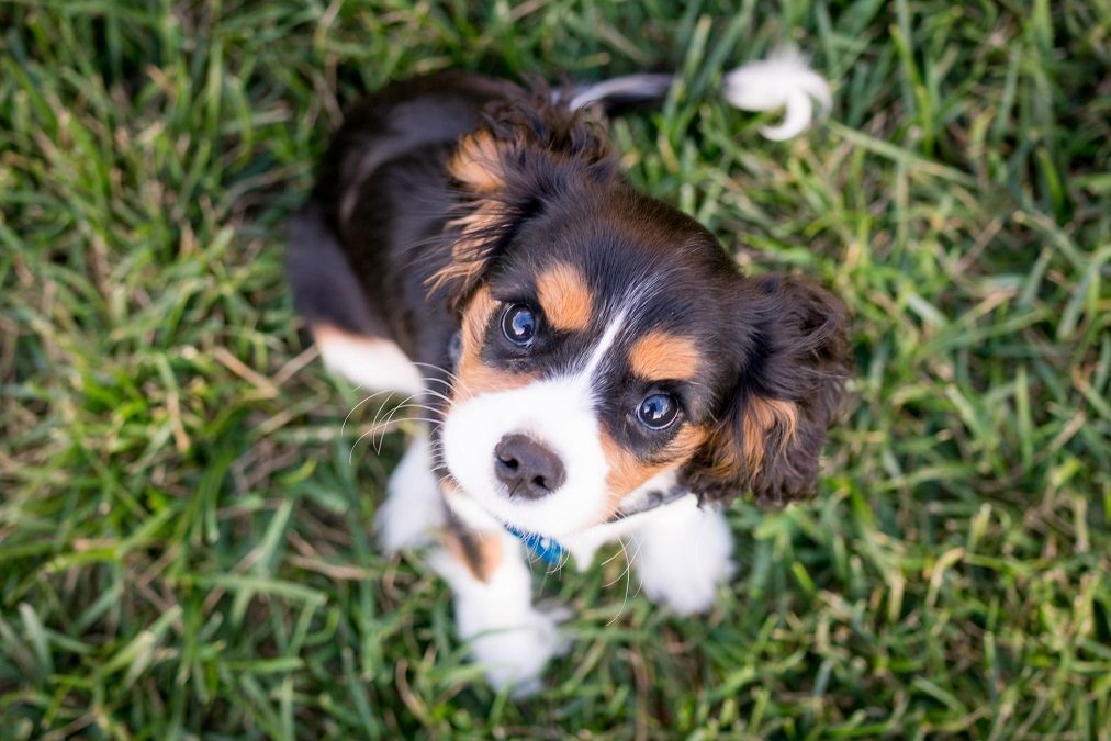Is There Such a Thing as Being Too Passionate About Your Pet? 1 Is There Such a Thing as Being Too Passionate About Your Pet?