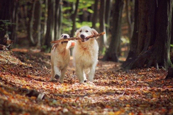 5 Valuable Life Lessons from Dogs - And Why We Should Pay Attention 4 5 Valuable Life Lessons from Dogs - And Why We Should Pay Attention