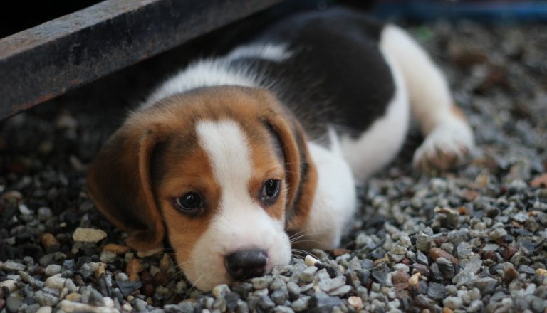 What Is Baby’s Law?