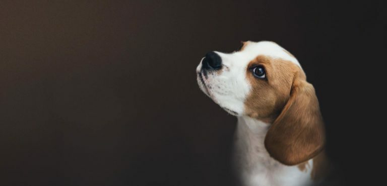 How To Help Your Dog Prepare For Life After Lockdown 15 How To Help Your Dog Prepare For Life After Lockdown