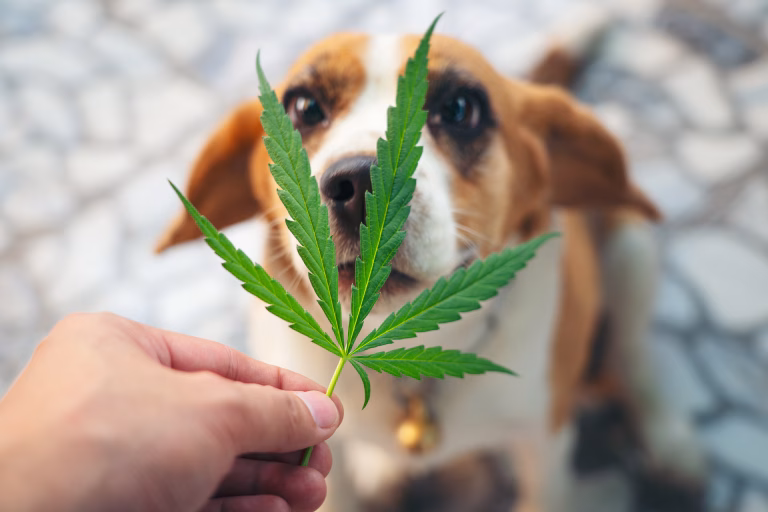 The Benefits of CBD for Dogs Suffering From Arthritis and Joint Pain