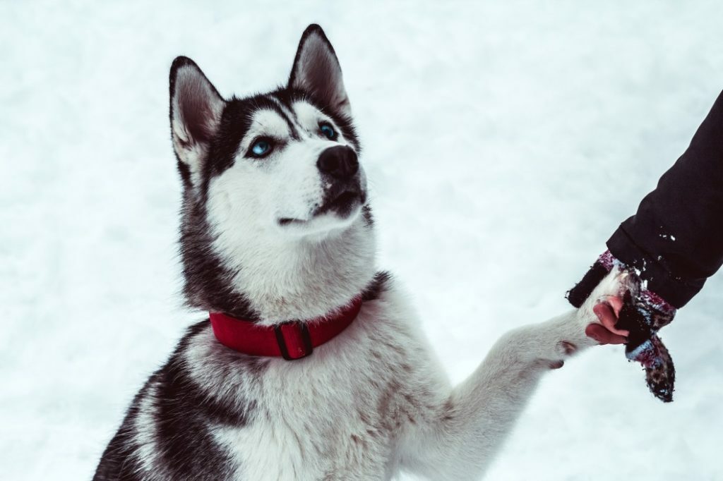 Punishment vs Reward - Which Dog Training Method Works Best? 9 Punishment vs Reward - Which Dog Training Method Works Best?
