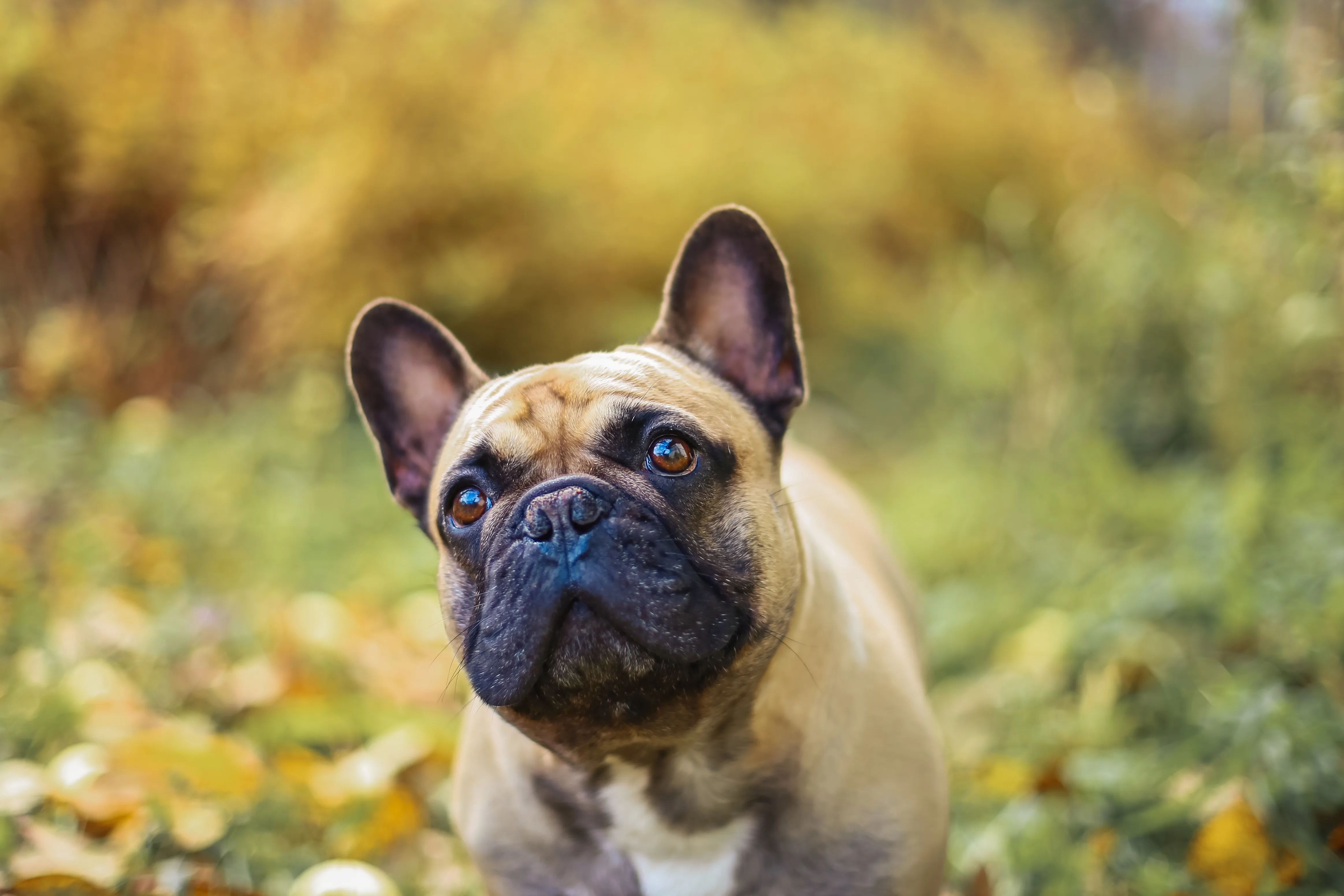 The Complete Guide to Buying a French Bulldog Puppy in 2026: What to Know Before You Commit 1 The Complete Guide to Buying a French Bulldog Puppy in 2026: What to Know Before You Commit