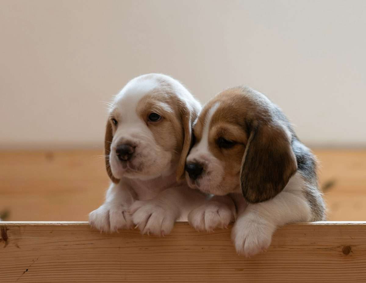 Guarding Your Pup: Understanding the Risks of Fleas and Ticks and How to Stay Vigilant 4 Guarding Your Pup: Understanding the Risks of Fleas and Ticks and How to Stay Vigilant