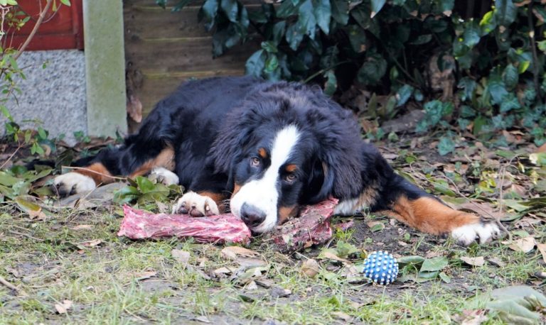 How to Transition Your Dog Raw Dog Food 2 How to Transition Your Dog Raw Dog Food